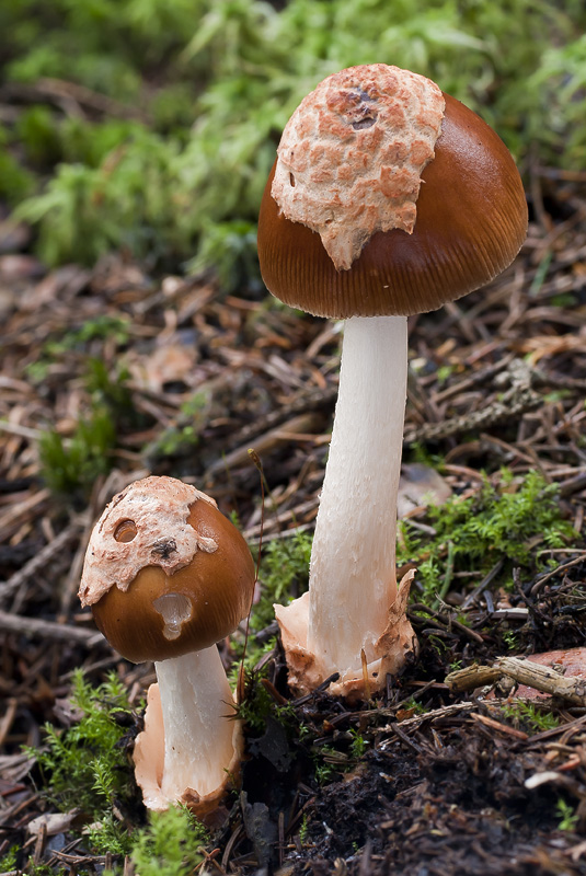 Amanita fulva